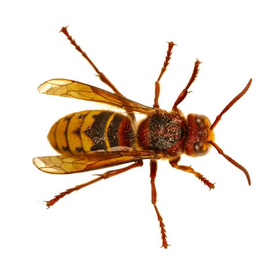 Sršeň obecná - hubení