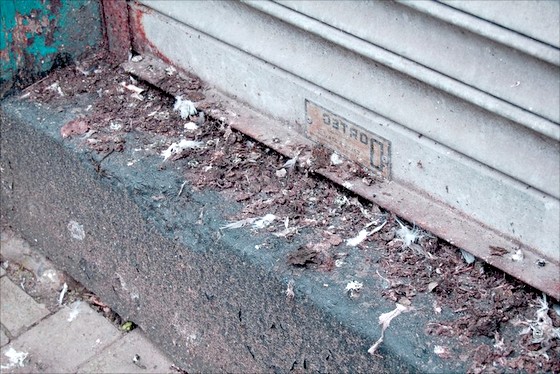 Holubí trus na balkoně - co proti holubům a jak je vyhnat