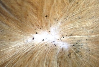 Blecha psí - trus v srsti