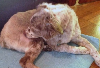 Vykousávání blech u psů