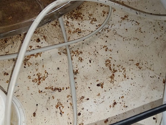 Štěnice doma? Jak poznat štěnice dřív, než bude pozdě