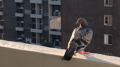 Jaká ochrana proti holubům funguje?