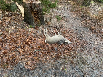 Rizika botuloxinu z mrtvých zvířat