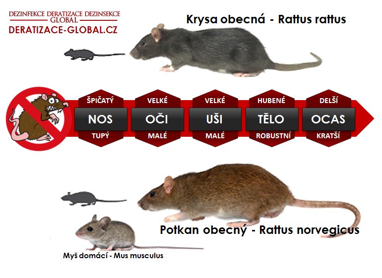 Jak poznat myš od krysy?
