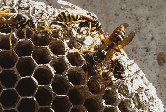 Proč je vhodné profesionální hubení vos?