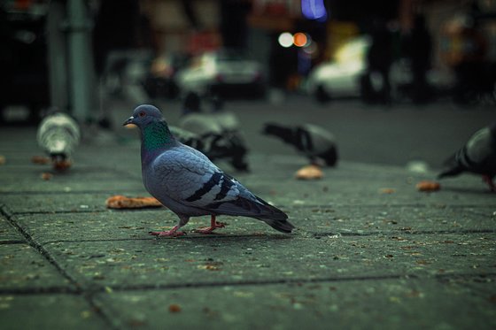 Úklid holubího trusu Brno