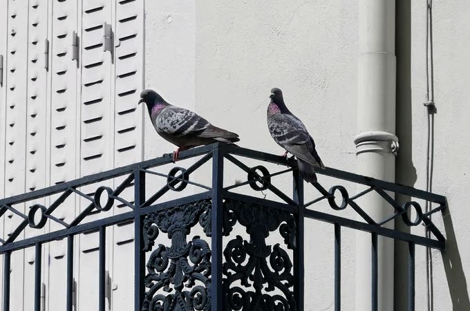 Holubí trus na balkoně - Chrastava