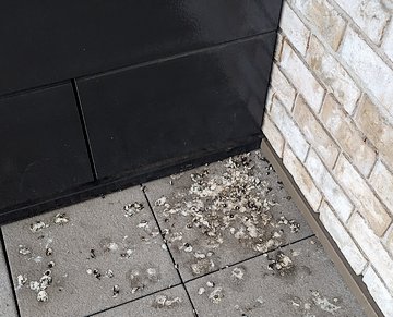 Vyčištění prostor od trusu holubů