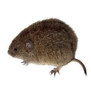 Hraboš polní - likvidace