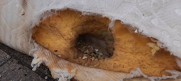 Deratizace potkanů - Čelákovice