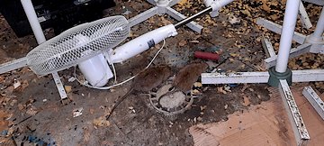 Hubení potkanů v Čelákovicích