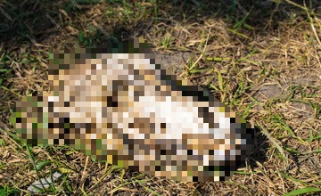 Hubení krys Praha 6