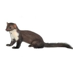 Kuna domácí - hubení