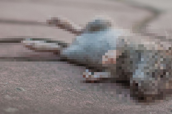 Hubení krys Praha 6