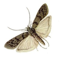 Mol potravinový - likvidace