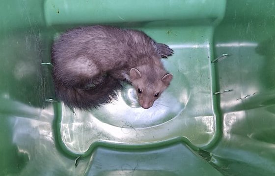 Likvidace švábů Praze 2