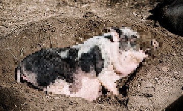 Likvidace krys Praha 6