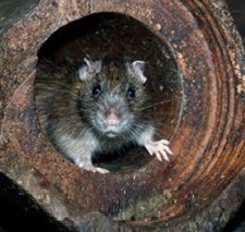 Hubení potkanů Střížkov