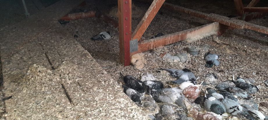 Úklid po zemřelém - Poděbrady