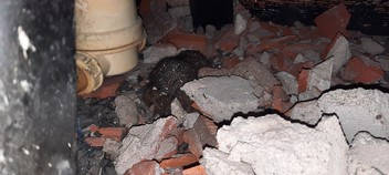 Hubení potkanů - Praha 4