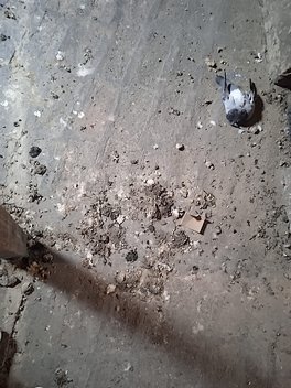 Likvidace holubího trusu