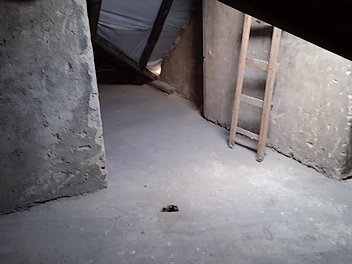 Likvidace holubího trusu