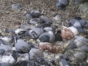 Likvidace holubího trusu