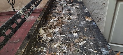 Likvidace holubího trusu