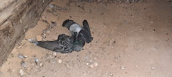 Likvidace holubího trusu