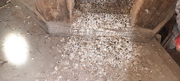 Likvidace holubího trusu