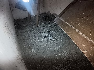 Likvidace holubího trusu