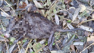 Odvoz uhynulého zvířete v Liberci