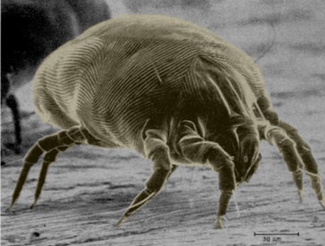 Vosa obecná - hubení