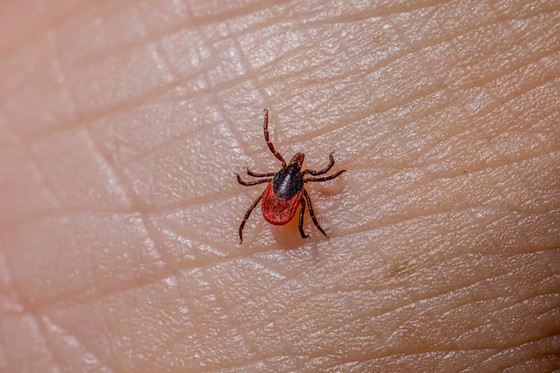 Likvidace švábů Praze 5