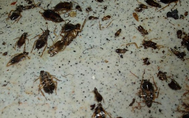 Švábi v domácnosti